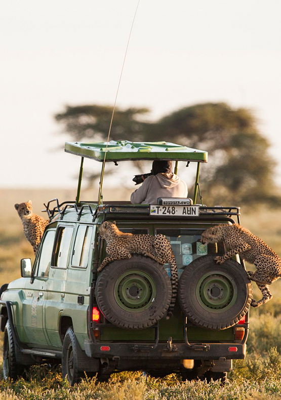 7 Days Unforgettable Safari from Zanzibar
