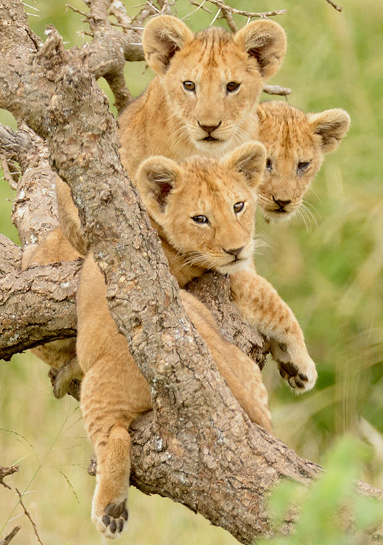 Day Trip Fly-in Safari to Selous Game Reserve