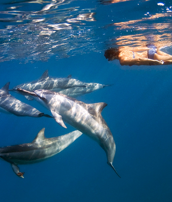 Kizimkazi Dolphin Tour