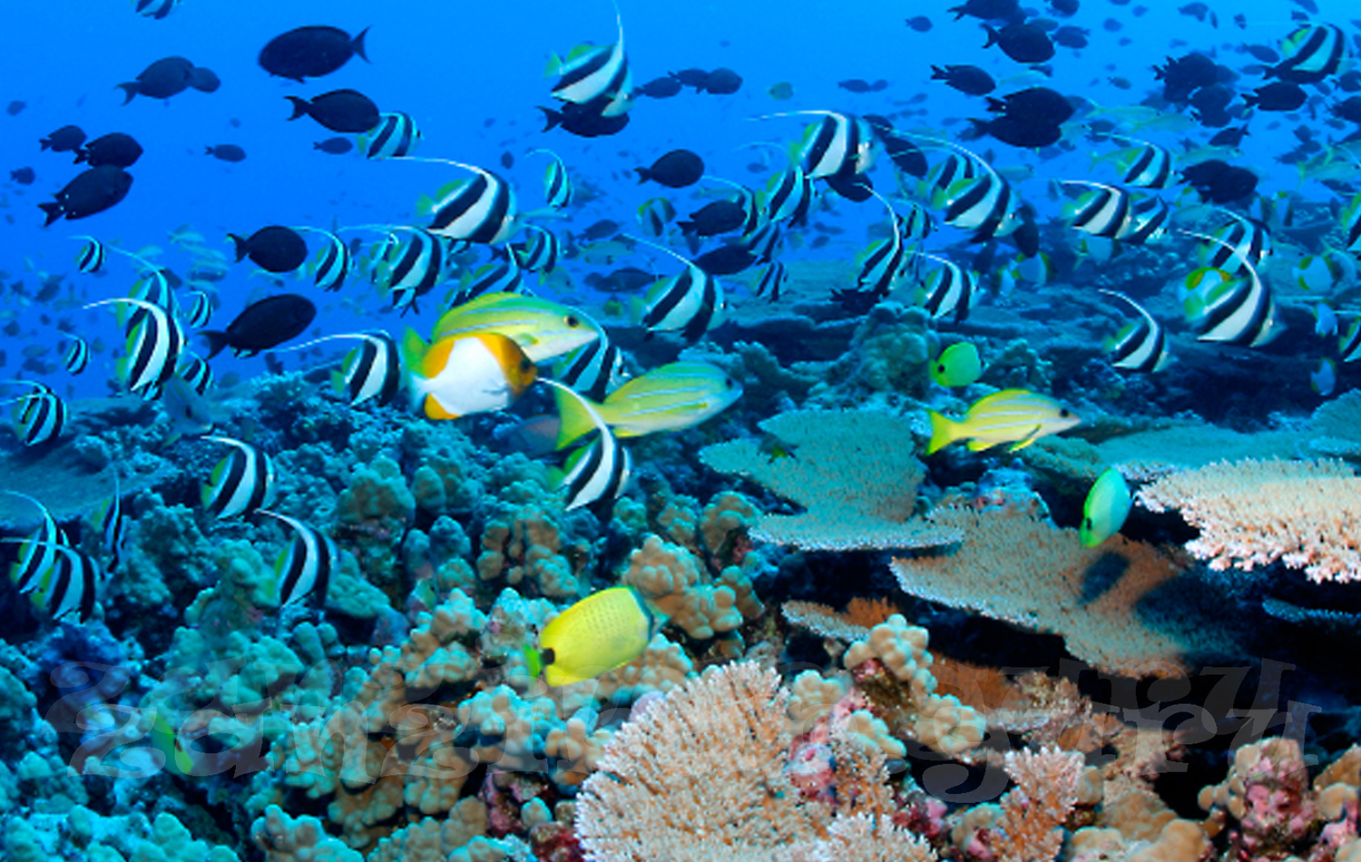 Chumbe Island Coral Tour