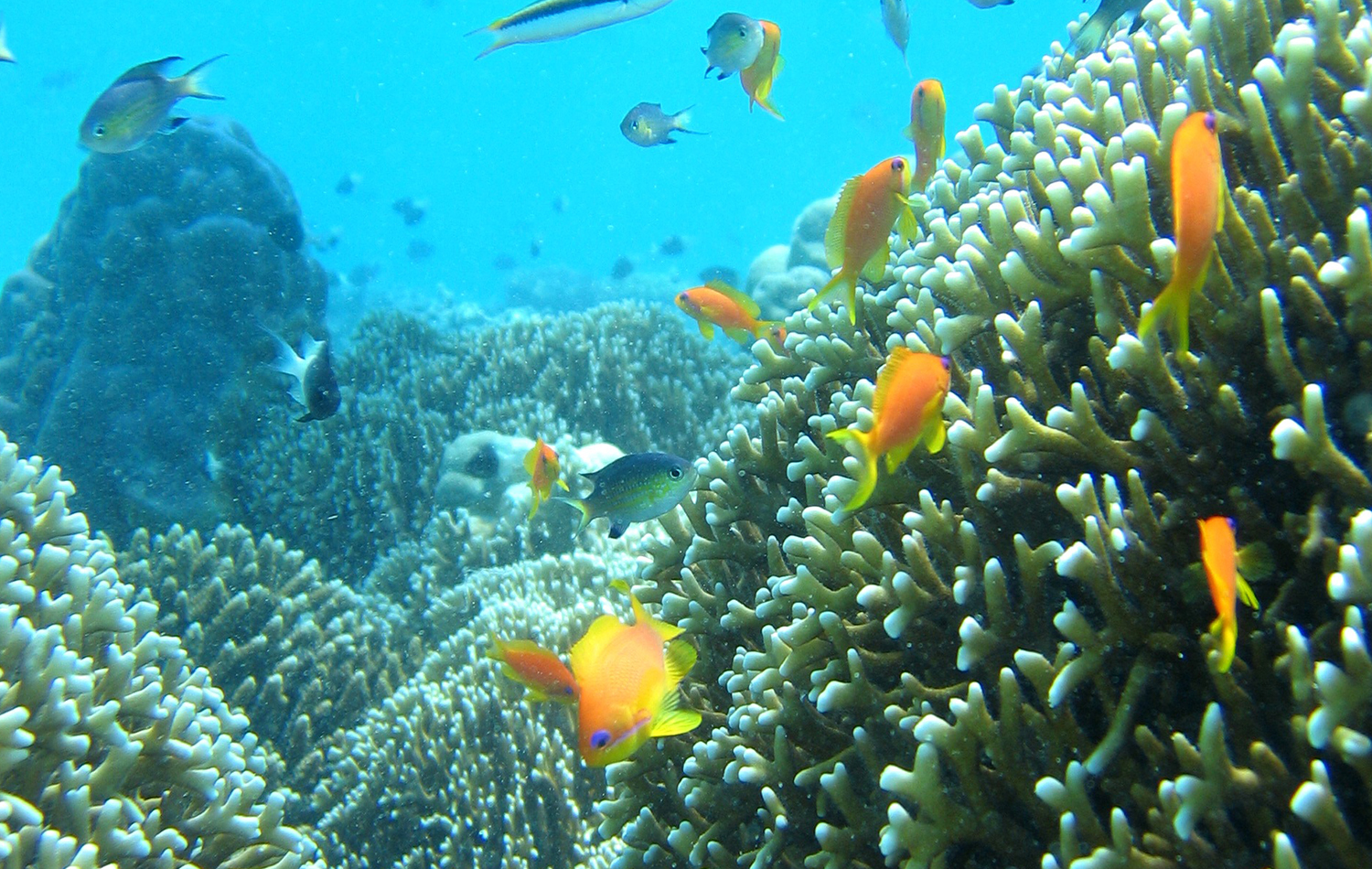 Chumbe Island Coral Tour