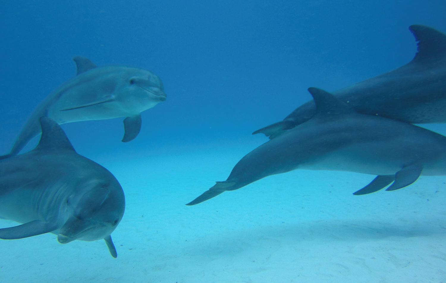 Swimming With Dolphins At Kizimkazi
