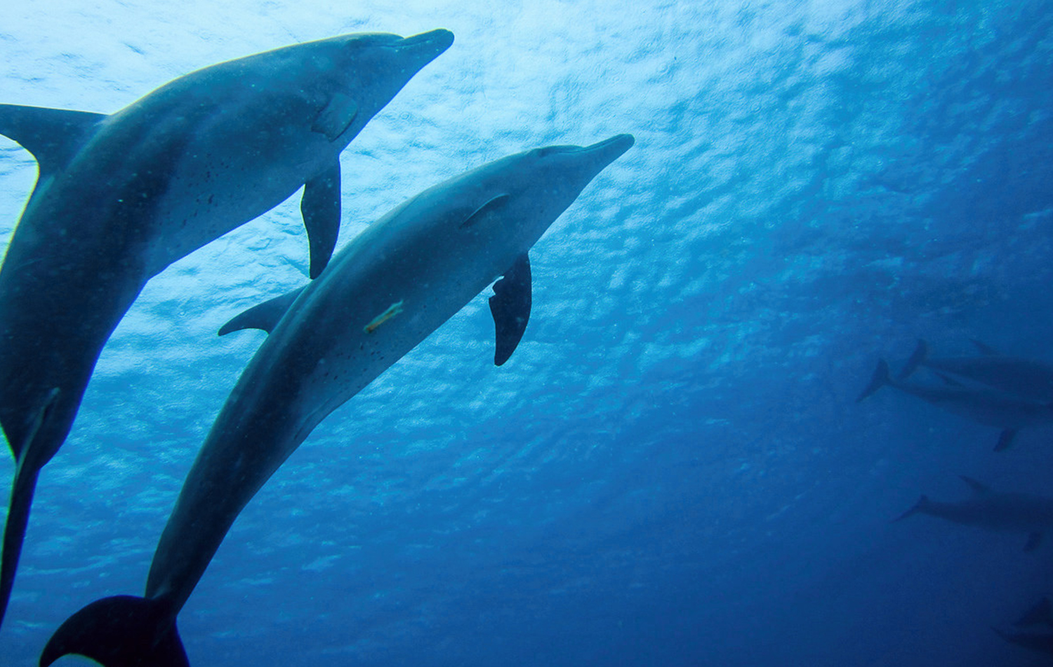 Swimming With Dolphins At Kizimkazi
