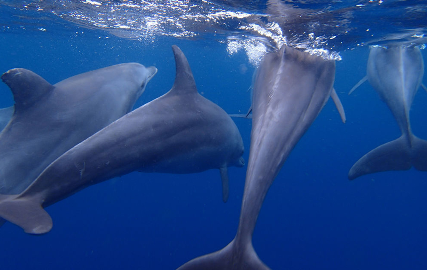 Swimming With Dolphins At Kizimkazi