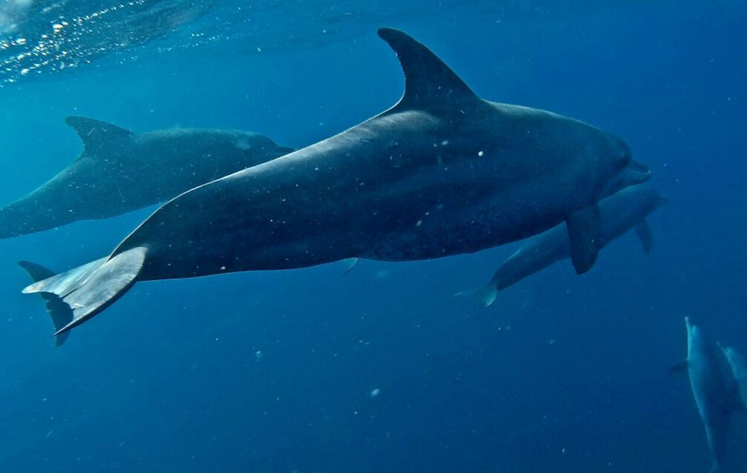 Swimming With Dolphins At Kizimkazi