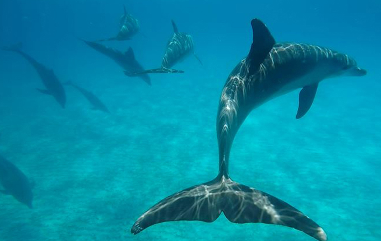 Swimming With Dolphins At Kizimkazi