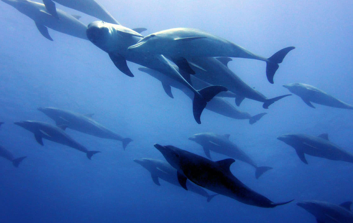 Swimming With Dolphins At Kizimkazi