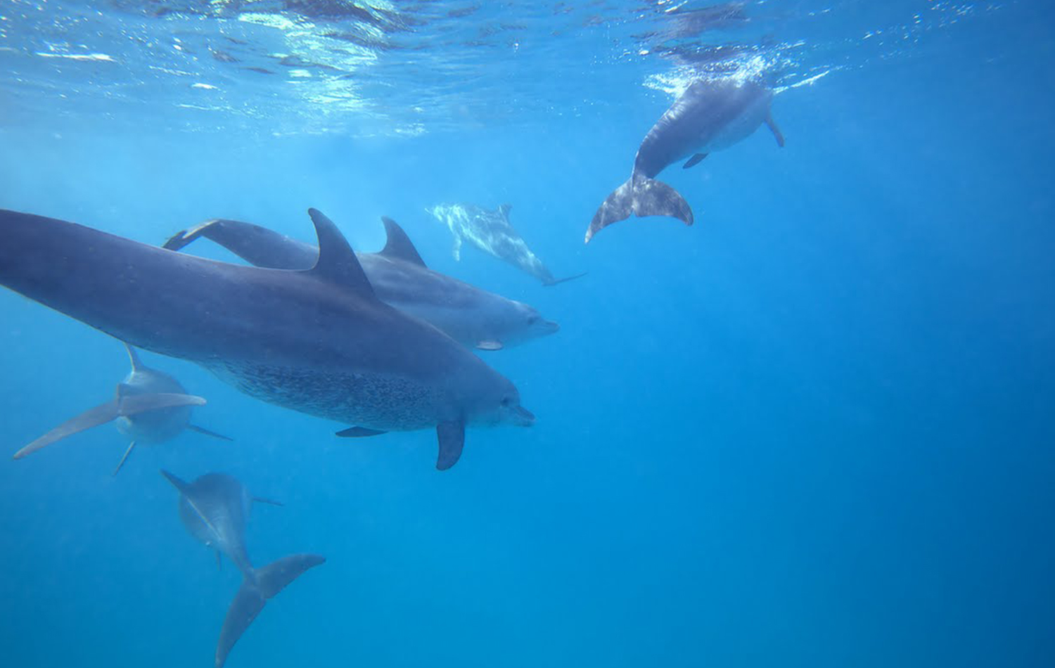 Swimming With Dolphins At Kizimkazi