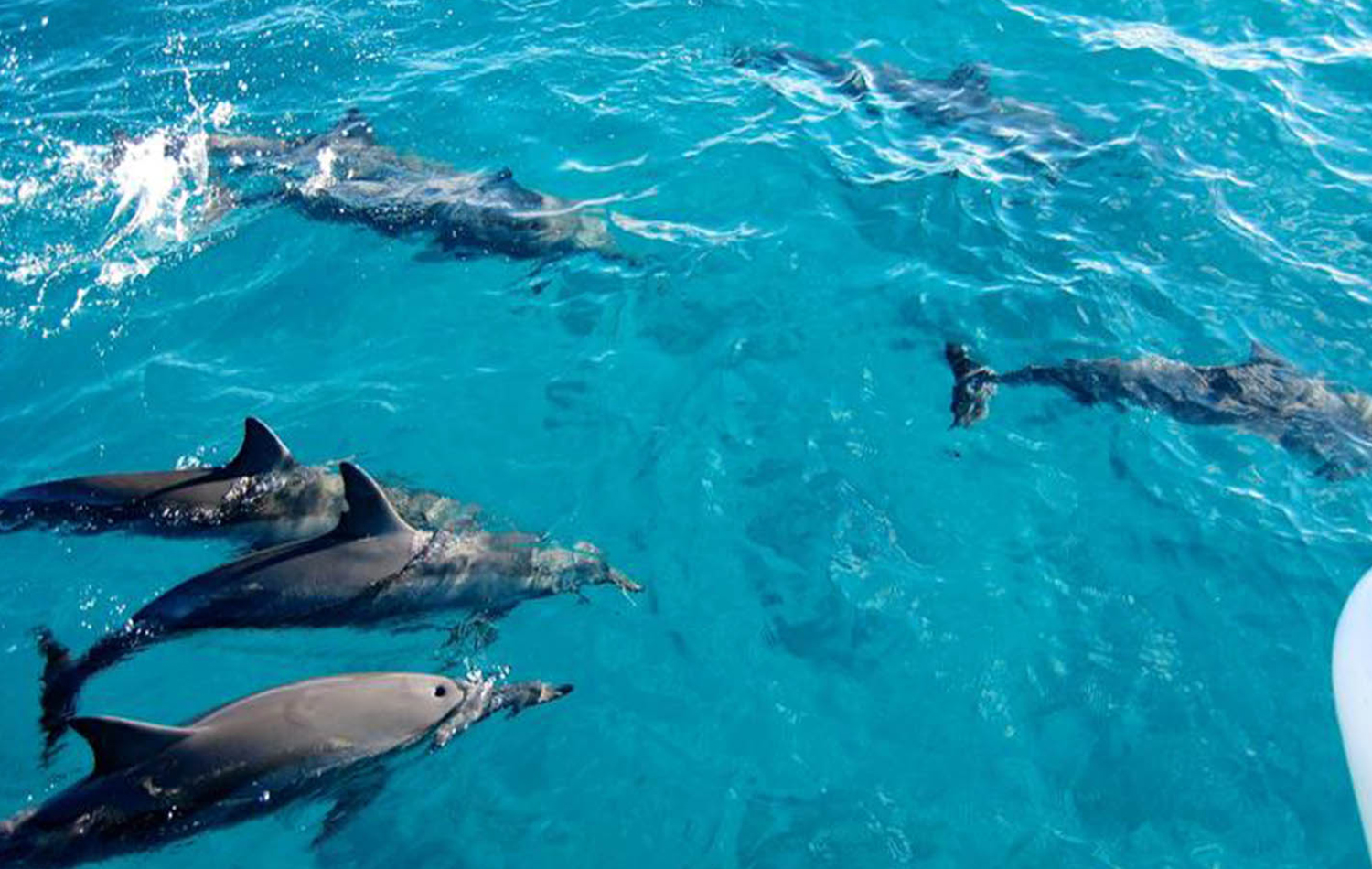 Swimming With Dolphins At Kizimkazi