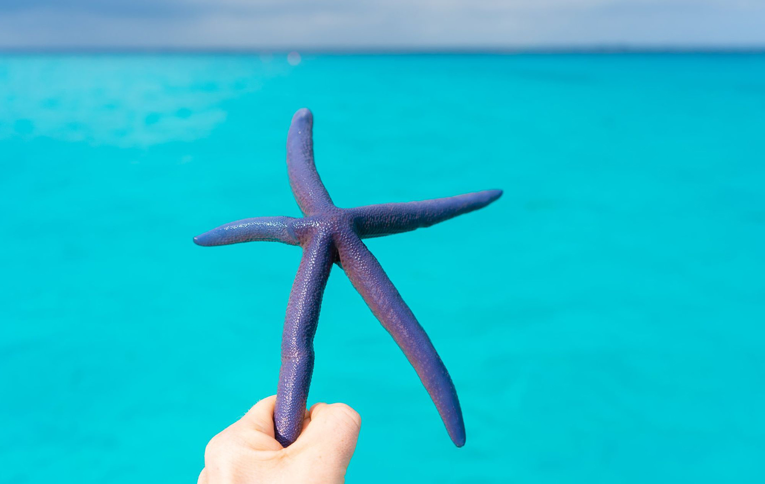 Snorkeling at Mnemba Atoll