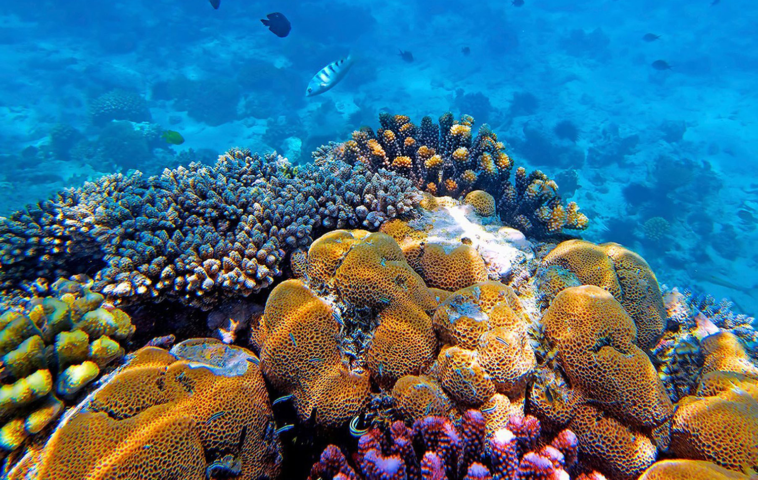 Snorkeling at Mnemba Atoll
