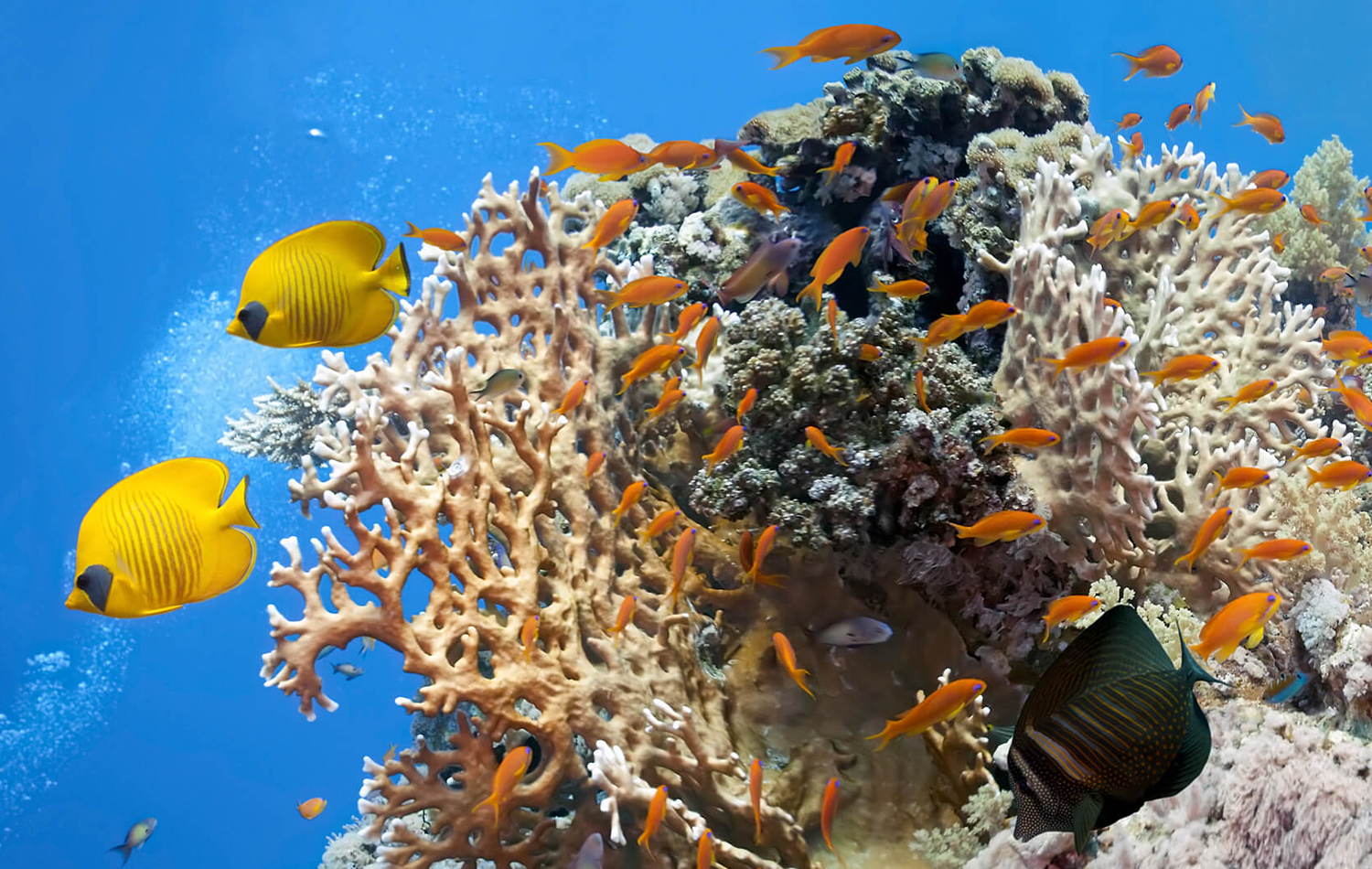 Snorkeling at Mnemba Atoll