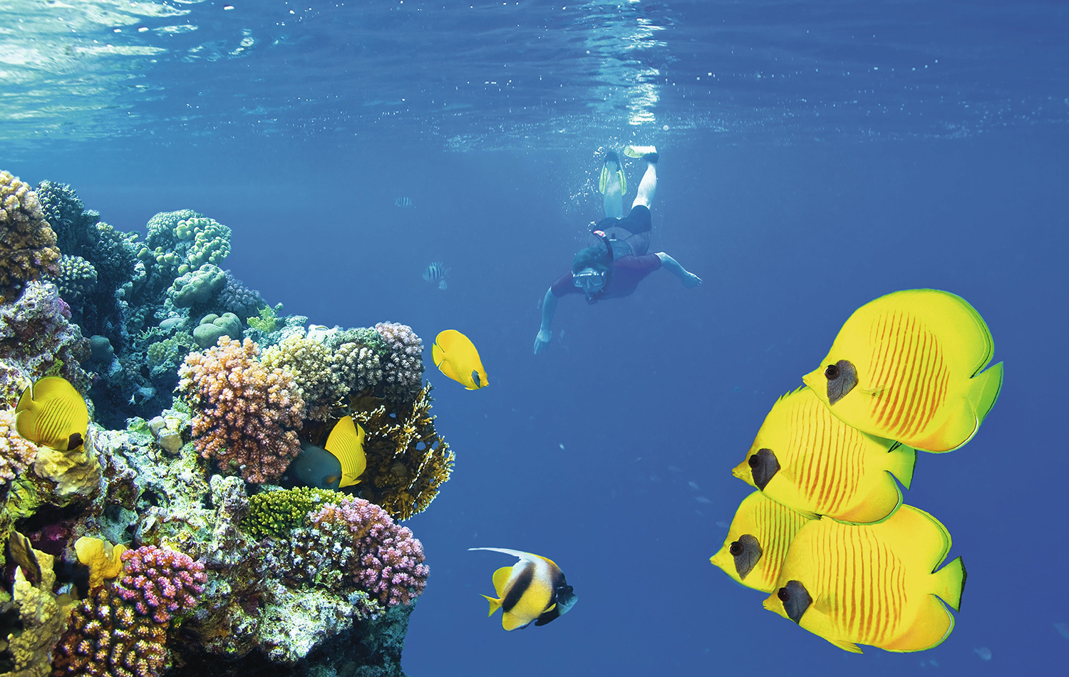 Snorkeling at Mnemba Atoll