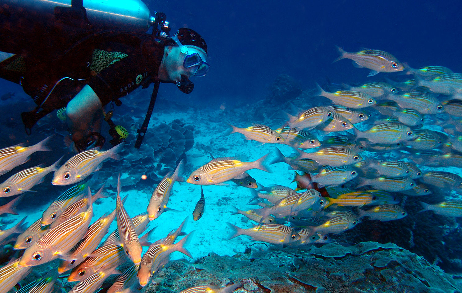 Diving Experience in Zanzibar