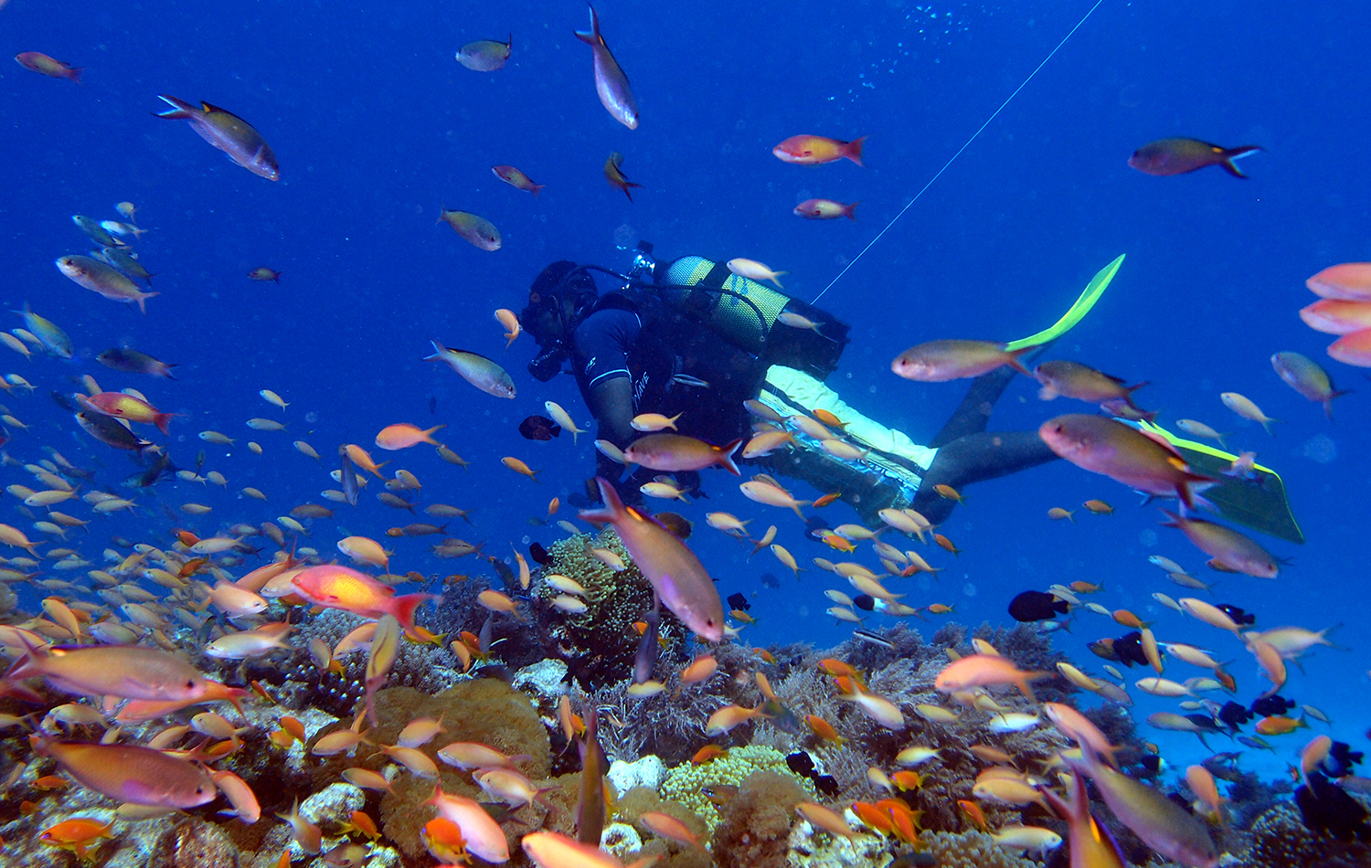 Diving Experience in Zanzibar