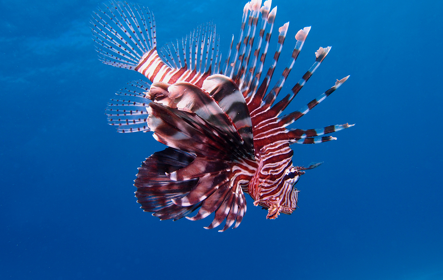 Diving Experience in Zanzibar
