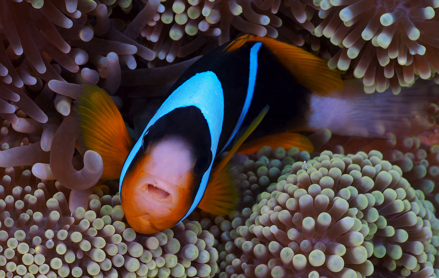 Diving Experience in Zanzibar
