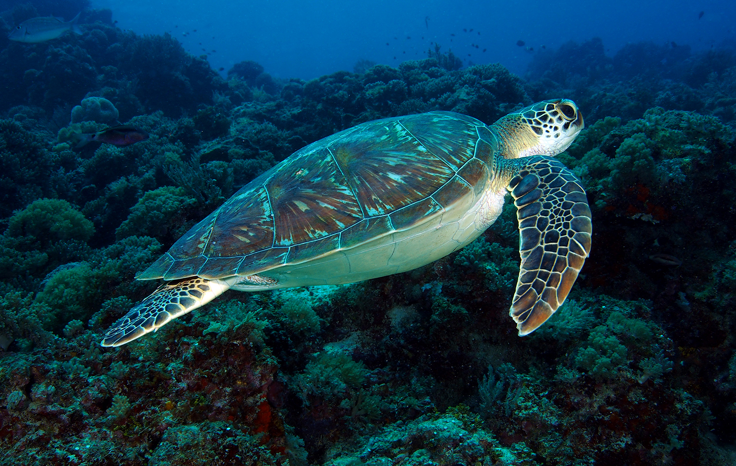 Diving Experience in Zanzibar