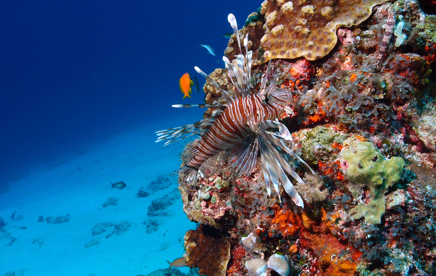 Diving Experience in Zanzibar