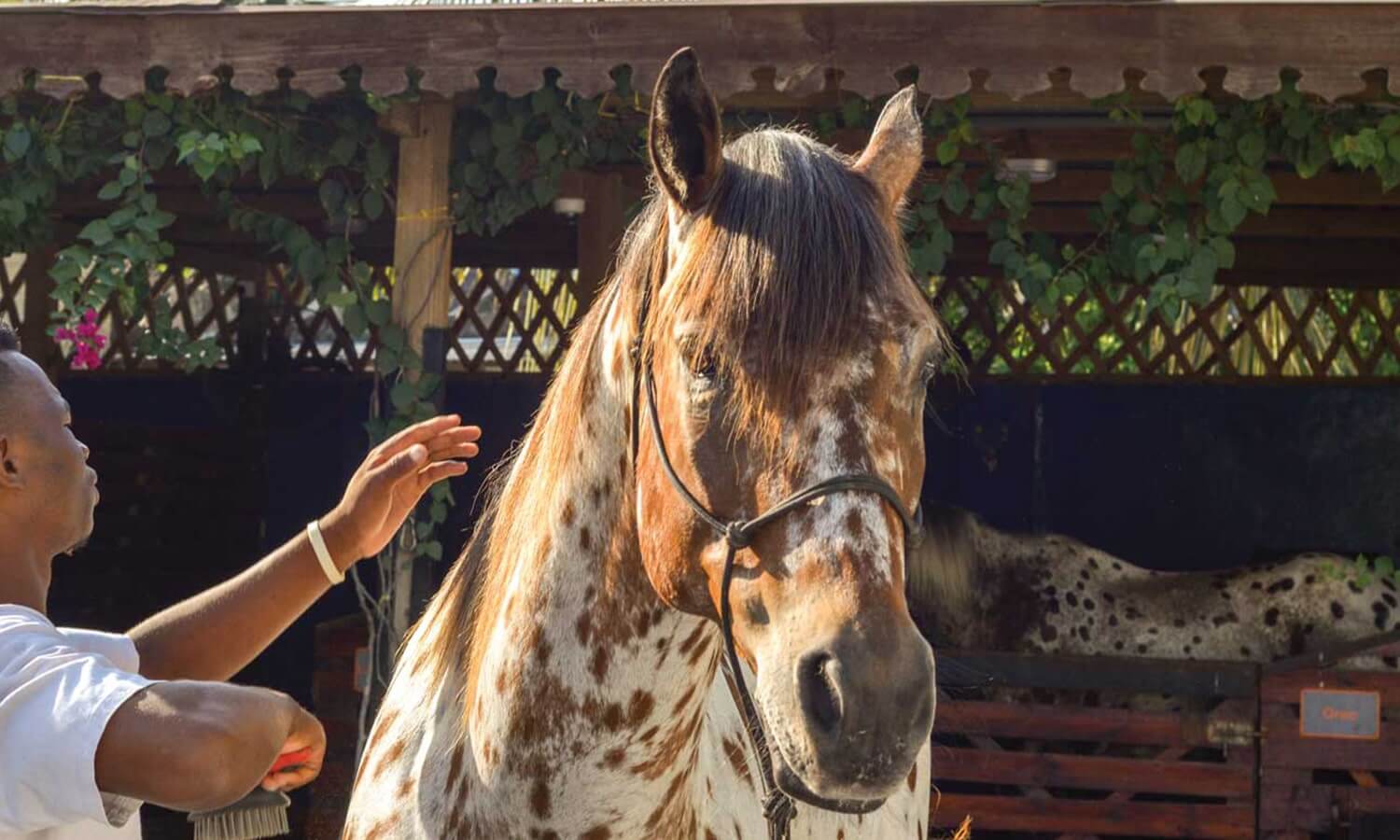 HorseBack Riding in Nungwi